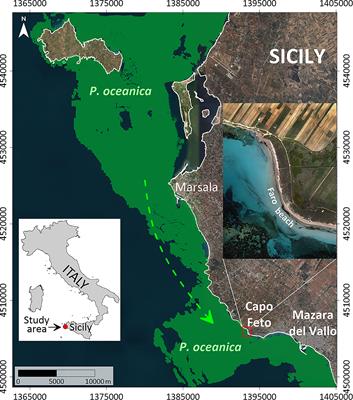 3D-Reconstruction of a Giant Posidonia oceanica Beach Wrack (Banquette): Sizing Biomass, Carbon and Nutrient Stocks by Combining Field Data With High-Resolution UAV Photogrammetry